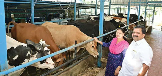 സംസ്ഥാനത്തെ മികച്ച സമ്മിശ്ര കര്ഷകനുള്ള പുരസ്കാരം നേടിയ ജോര്ജ്കുട്ടി ഭാര്യ ആലീസിനൊപ്പം പശുപരിപാലനത്തില്
