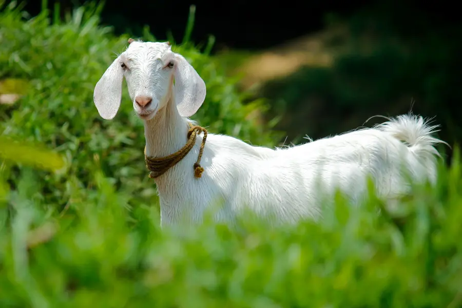 Goat head fetches record ₹1 lakh at Miladi celebration auction in Kozhikode