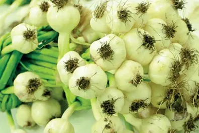 Plummeting prices for onions and garlic a cause of concern for farmers