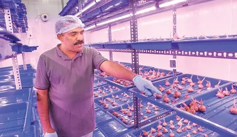 James Kappani at his specially designed saffron cultivation room in the attic of his house