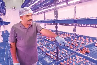 Thrissur man cultivates Kashmiri Saffron in the attic of his house