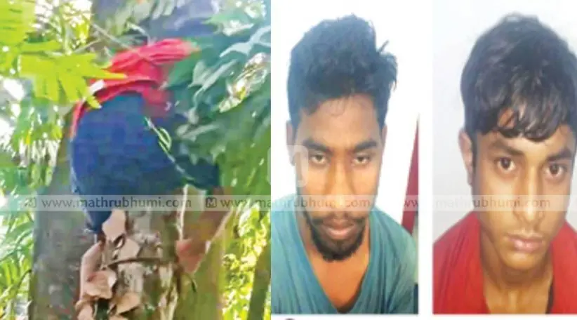 മോഷ്ടാവായ ജഹാംഗീര് ആലം മാവില്നിന്നും താഴേക്ക് ഇറങ്ങുന്നു(ഇടത്ത്) അയിനുല് ഹഖ്, ജഹാംഗീര് ആലം(വലത്ത്)