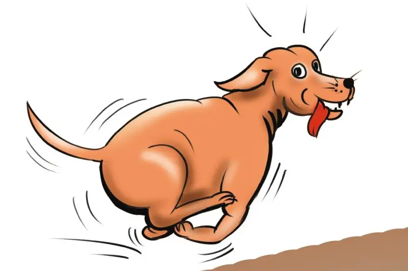 കൊറോണ കണ്ടുപിടിക്കാന് സ്നിഫര് ഡോഗുകളെ പരിശീലിപ്പിക്കുന്നു, വിജയിച്ചാല് വ്യാപനം വഴിമാറും