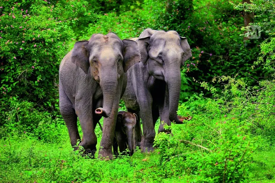 പ്രയാസമില്ലാതെ ജീവിക്കാന് കഴിയുന്ന കാലാവസ്ഥ; ആനകളുടെ ഇഷ്ടസങ്കേതമായി ബന്ദിപ്പുര്, നാഗര്ഹോളെ വനമേഖല