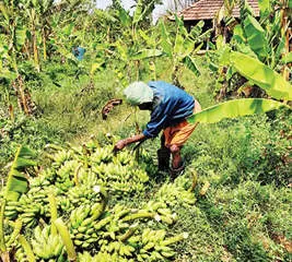 കദളിത്തോട്ടത്തില് ശനിയാഴ്ച നടന്ന വിളവെടുപ്പ്.