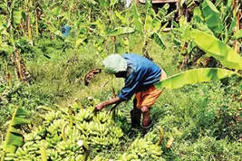 ആവശ്യക്കാര്‍ വാര്‍ത്തയറിഞ്ഞെത്തി; കദളിക്കുലകള്‍ വിറ്റു, അലക്‌സ് ഹാപ്പി