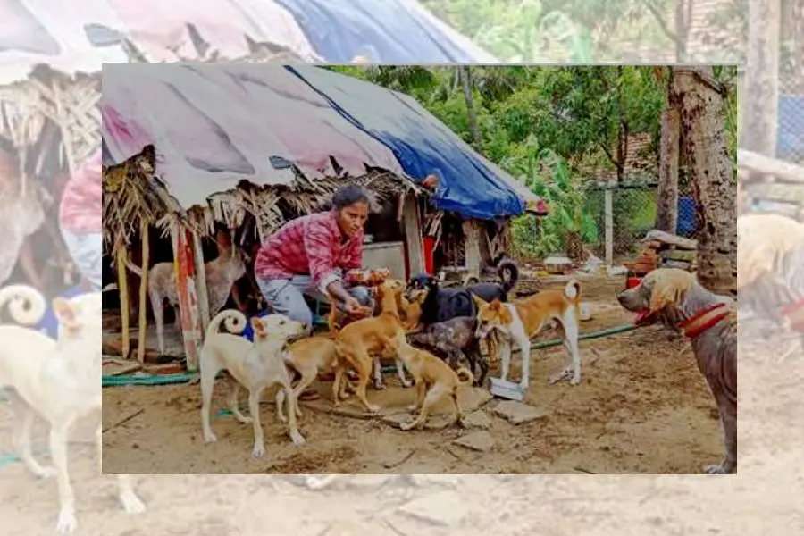 സുനിതയുടെ അഞ്ചുസെന്റ് പുരയിടത്തില് 70 നായ്ക്കള്; കൊറോണക്കാലത്ത് ഊട്ടുന്നത് 90 എണ്ണത്തെ
