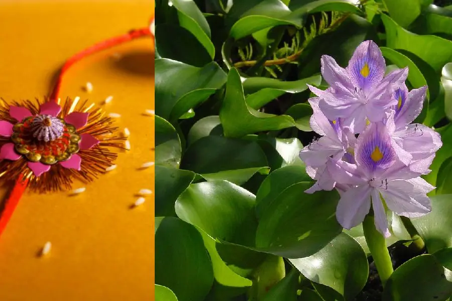 കുളവാഴച്ചെടി കൊണ്ട് രാഖി, രക്ഷാബന്ധന് പ്രകൃതി സ്നേഹം വിളിച്ചോതി ബംഗാളിലെ സ്ത്രീകള്