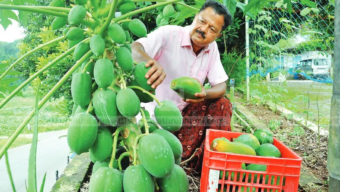 സാബു ജോണ് തന്റെ പപ്പായത്തോട്ടത്തില് വിളവെടുക്കുന്നു. ഫോട്ടോ: അജേഷ് ഇടവെട്ടി