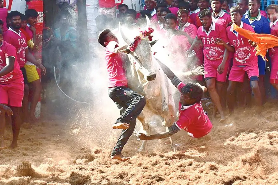 കോവിഡ് മാനദണ്ഡങ്ങള്‍ പാലിച്ച് ജെല്ലിക്കെട്ട് നടത്താം; തമിഴ്നാട് സർക്കാർ അനുമതി നൽകി