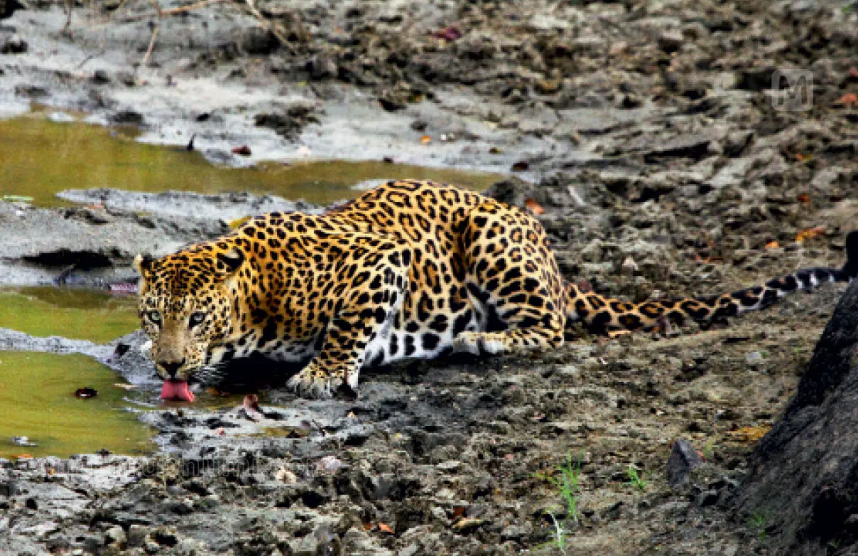 Photo: Sabari Janaki
