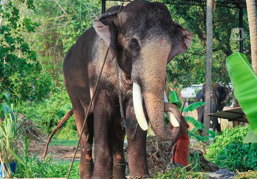 തെച്ചിക്കോട്ടുകാവ് രാമചന്ദ്രന് | ഫോട്ടോ; മാതൃഭൂമി