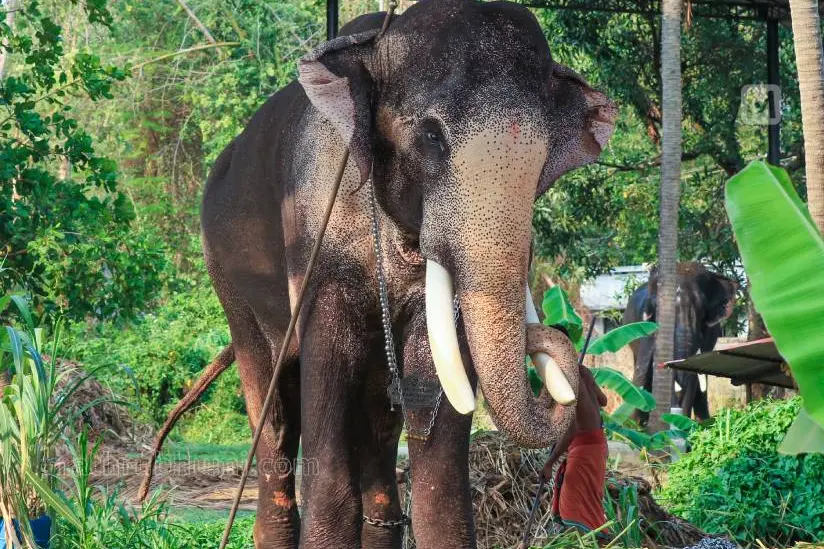 തെച്ചിക്കോട്ടുകാവ് രാമചന്ദ്രനെ എഴുന്നള്ളിക്കാന് അനുമതി; കര്ശന ഉപാധികള്