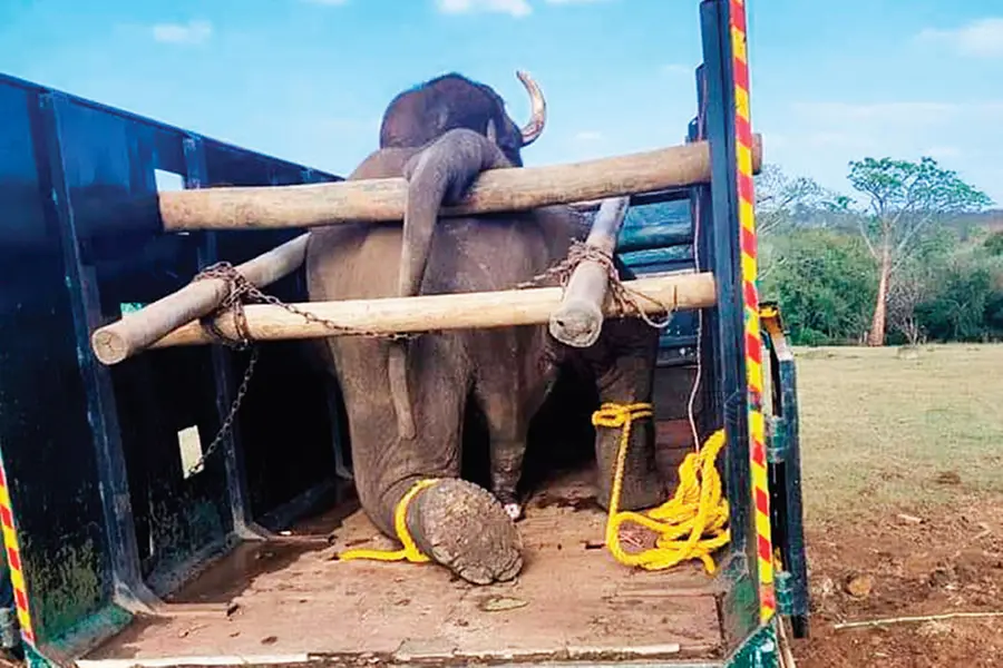 ഉപ്പിട്ട ഭക്ഷണം; മൃഗങ്ങളെ സഞ്ചാരികൾക്ക് മുന്നിലേക്കെത്തിക്കാൻ റിസോർട്ടുകൾ പ്രയോഗിക്കുന്ന മരണക്കെണി
