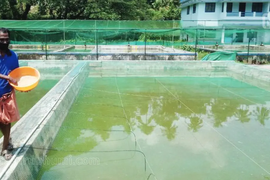 ഹാച്ചറിയില് ഇനി തിരുതക്കുഞ്ഞുങ്ങളും; മത്സ്യമേഖലയ്ക്ക് പുത്തന് പ്രതീക്ഷ