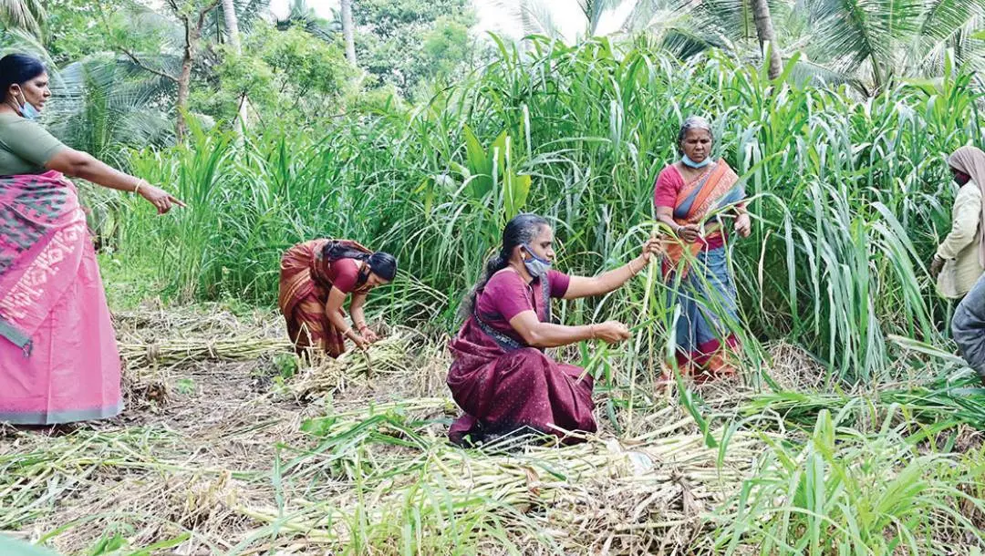 ക്ഷീരവികസന വകുപ്പിന്റെ ഫോഡര് മാര്ക്കറ്റിങ് ഗ്രൂപ്പിലെ അംഗങ്ങളായ വനിതകള് തീറ്റപ്പുല് ഉത്പാദിപ്പിക്കുന്ന കൃഷിയിടത്തില്. ചിറ്റൂര് കുമരന്നൂര് ക്ഷീരസംഘം സെക്രട്ടറി കെ.എ. ശോഭന സമീപം