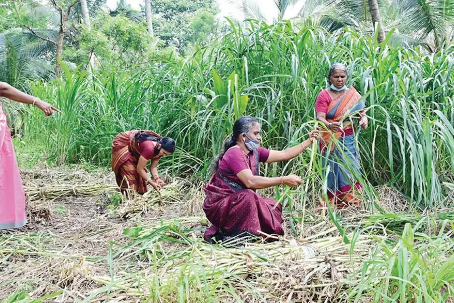 മൂന്ന് വനിതകള്, 18 ഏക്കര് സ്ഥലം, 450 ടണ് വിളവ്; പച്ചപ്പുല്ലിലുണ്ട് അധ്വാനത്തിന്റെ വിജയഗാഥ