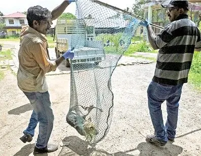 Dog catchers in action | Mathrubhumi