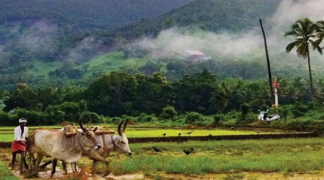 വാഴമലയുടെ ഗ്രാമഭംഗി