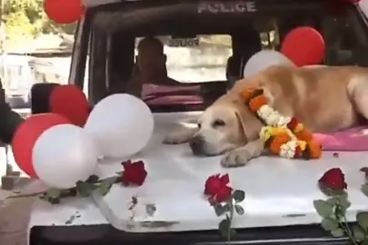 അനുസരണയുള്ള സേവകനായി അപ്പോഴും അവന്‍!; സ്‌പൈക്കിന് പോലീസ് നല്‍കിയത് ഗംഭീരയാത്രയപ്പ്‌