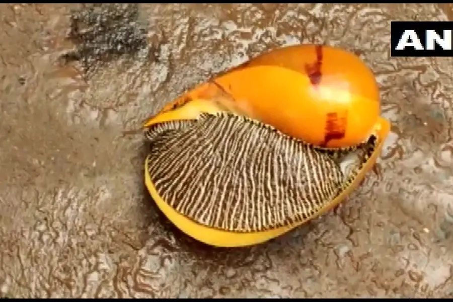 ഗോദാവരി തീരത്തടിഞ്ഞത് ഭീമന് ഒച്ച്; ലേലത്തില് വിറ്റത് 18,000 രൂപയ്ക്ക്