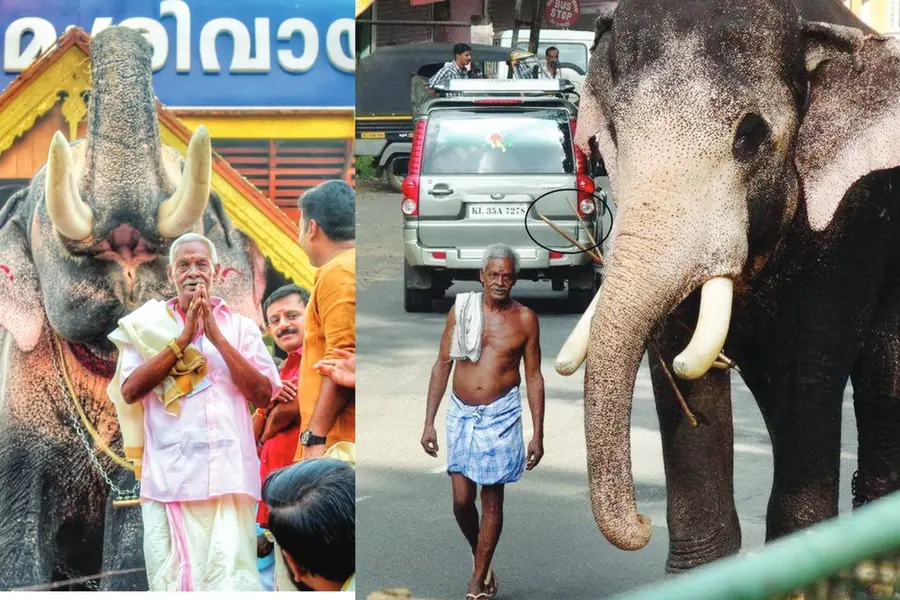 കൈവീശി പോകുന്ന പാപ്പാന്; തോട്ടിയും വടിയും കടിച്ചുപിടിച്ച് നീങ്ങുന്ന കൊമ്പന്, ആ കാഴ്ചയിനിയില്ല