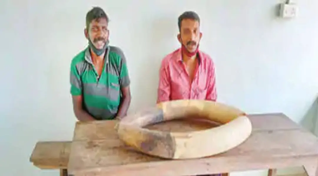 ആനക്കൊമ്പുകളുമായി വനപാലകരുടെ പിടിയിലായ സനോജ്, സുനിൽ എന്നിവർ
