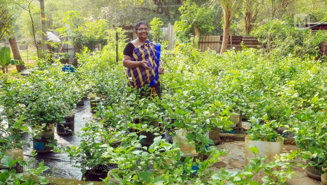 സാലി കുറ്റൂരിലെ മുല്ലപ്പൂന്തോട്ടത്തില് | ഫോട്ടോ: മാതൃഭൂമി