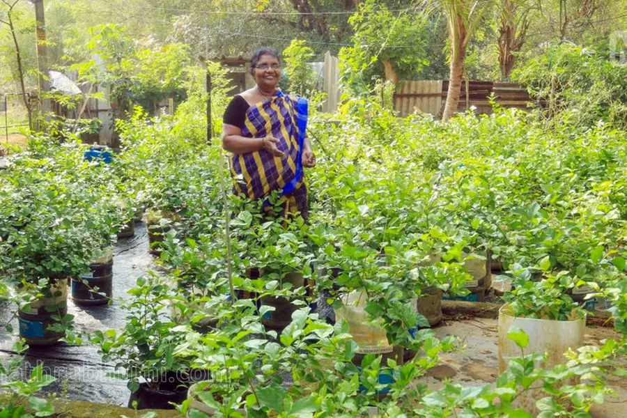 ദിവസം 1000 രൂപയില് കൂടുതല് വരുമാനം; സാലിയുടെ മുല്ലപ്പൂന്തോട്ടത്തിന് ജീവിതവിജയത്തിന്റെ സുഗന്ധം