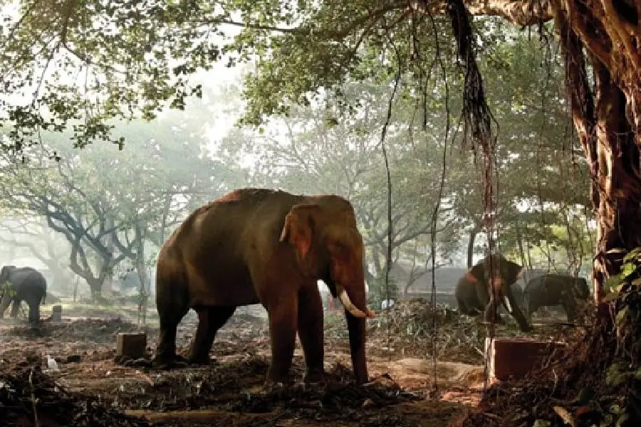 പുന്നത്തൂര് കോട്ടയിലെ ഗജവീരന്മാര്ക്കും വേണ്ടേ ലോകോത്തര സൗകര്യങ്ങള്?