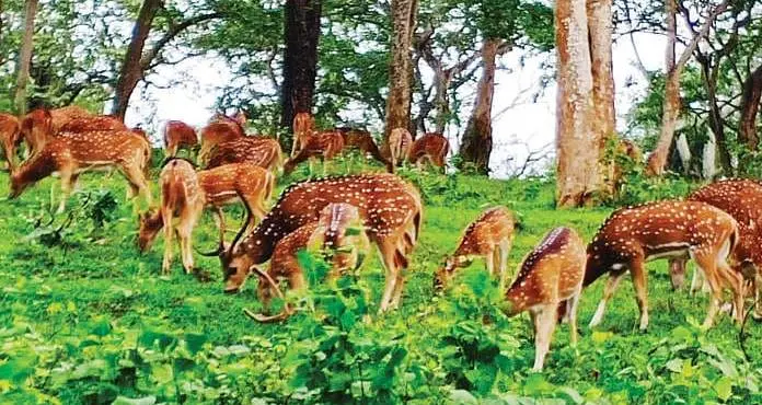 ഊട്ടി-തെപ്പക്കാട് റോഡോരത്ത് മേയുന്ന മാൻകൂട്ടം