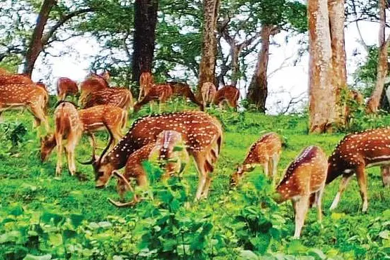 വാഹനങ്ങളില്ല, ബഹളമില്ല; സ്വതന്ത്രമായി വിഹരിച്ച് വന്യമൃഗങ്ങൾ
