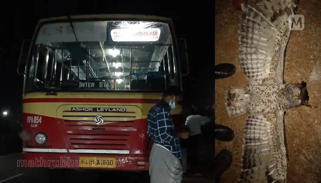 മൂങ്ങ ഇടിച്ച് ചില്ല് തകര്ന്ന കെഎസ്ആര്ടിസി ബസ്, ഇടിയേറ്റ ശേഷം ചത്ത മൂങ്ങ