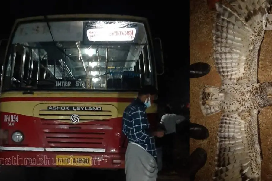 ഓടിക്കൊണ്ടിരുന്ന KSRTC ബസില് വെള്ളിമൂങ്ങ ഇടിച്ചു; മുന്വശത്തെ ചില്ല് തകര്ന്നു, മൂങ്ങ ചത്തു