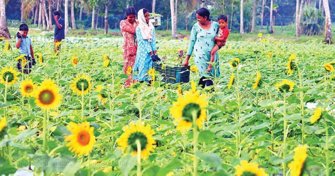 ആലപ്പുഴ കഞ്ഞിക്കുഴിയിലെ കർഷകർ ഫാം ടൂറിസത്തിന്റെ വഴിയിലാണ്. മികച്ച ജൈവ പച്ചക്കറി ഉത്പാദിപ്പിച്ചു വിൽക്കുന്നതിനൊപ്പം സൂര്യകാന്തിയും ചെണ്ടുമല്ലിപ്പൂവും വിരിയിച്ച് ആളുകളെ തങ്ങളുടെ കൃഷിയിടങ്ങളിലേക്ക് ആകർഷിക്കുകയാണവർ. ഒപ്പം കഴിക്കാൻ നാടൻ ഭക്ഷണവും. മാറുകയാണ് കൃഷിയും കർഷകരും. തിരുവിഴ ദേവസ്വം ഭൂമിയിൽ കർഷകരായ ജ്യോതിഷും അനിൽലാലും ചേർന്നു നിർമിച്ച കൃഷിയിടത്തിലെ സൂര്യകാന്തി പാടത്തുകൂടി വിളവെടുത്ത പച്ചക്കറിയുമായി പോകുന്നവർ | ഫോട്ടോ: സി. ബിജു