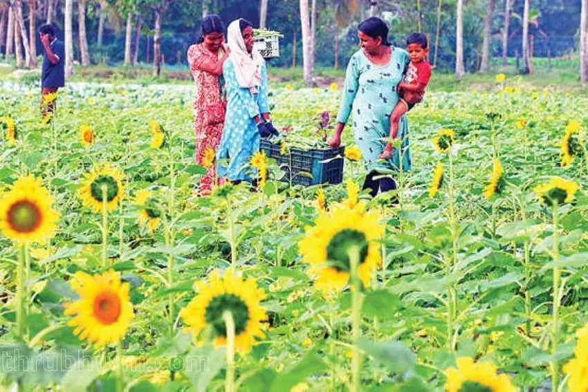 പൂപ്പാടം കാണാം, വിളവെടുക്കാം, ചൂണ്ടയിടാം; ഹിറ്റായി ഫാം ടൂറിസം