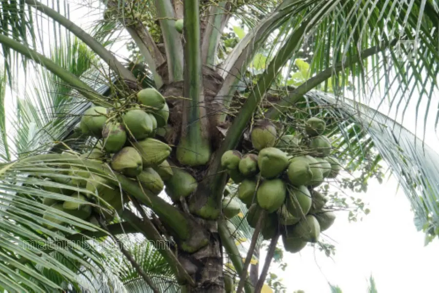 കേരളത്തിന്റെ നട്ടെല്ലാണ് നാളികേരം