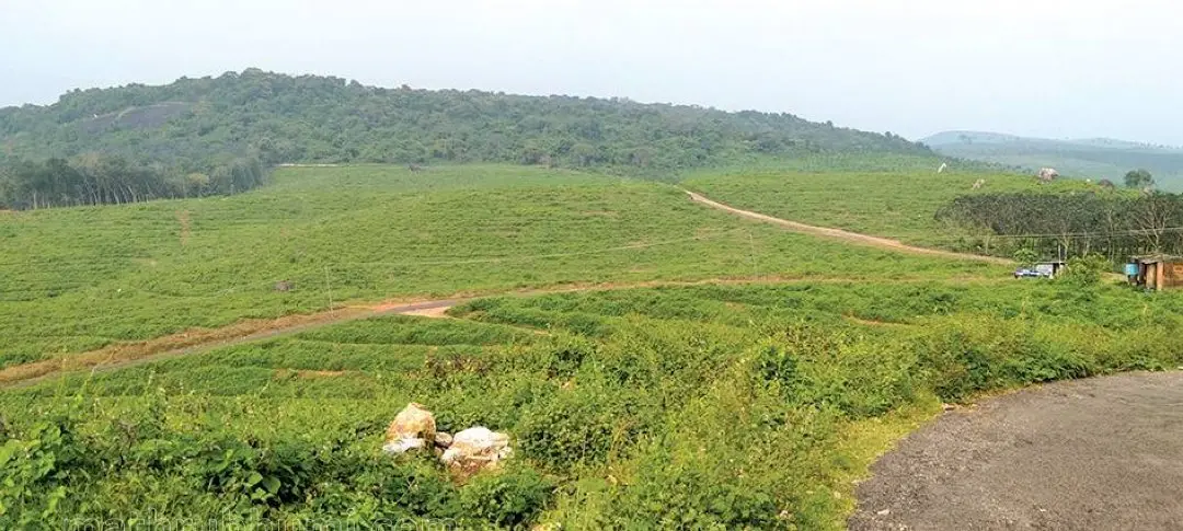ഫാമിങ് കോർപ്പറേഷന്റെ ചിതൽവെട്ടി തോട്ടത്തിൽ ഉൾപ്പെട്ട ഇളപ്പുപാറയിലെ ദൂരക്കാഴ്ച | ഫോട്ടോ: മാതൃഭൂമി ഇ പേപ്പർ