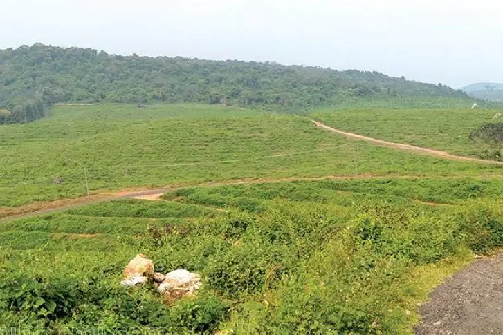 റീ പ്ലാന്റ് ചെയ്യുന്നതിനായി റബ്ബർ മരങ്ങൾ മുറിച്ചു, തെളിഞ്ഞത് പ്രകൃതി ഒളിപ്പിച്ചിരുന്ന മനോഹരദൃശ്യങ്ങൾ