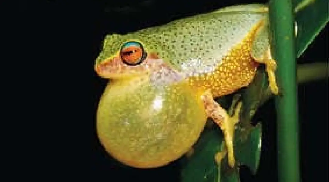 മാനന്തവാടി ഇലത്തവള