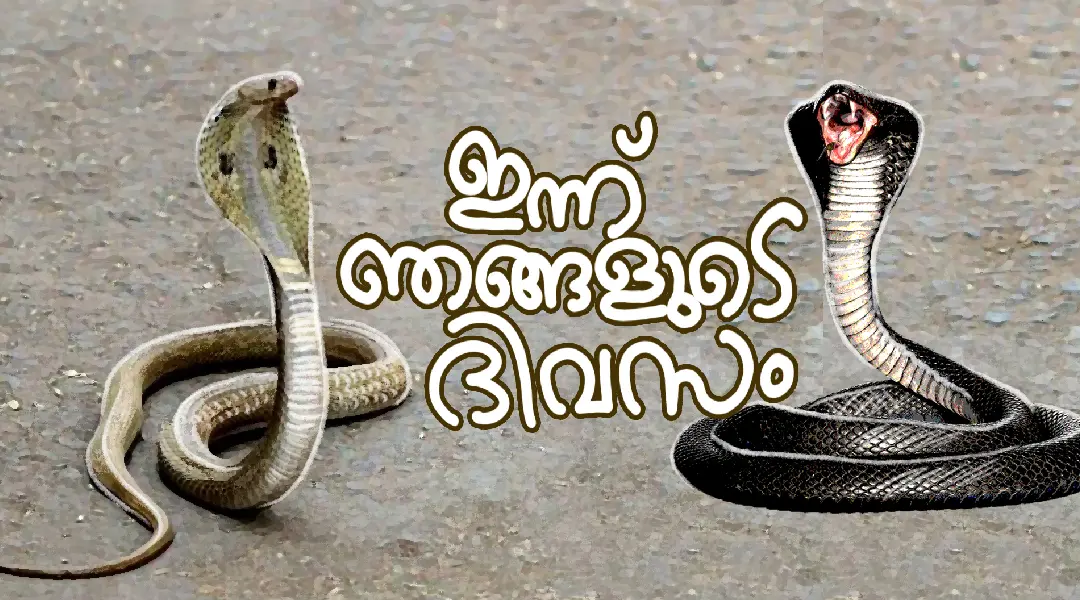 Snake