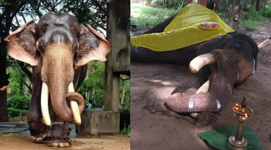 കൊമ്പന് വലിയ മാധവന്കുട്ടി