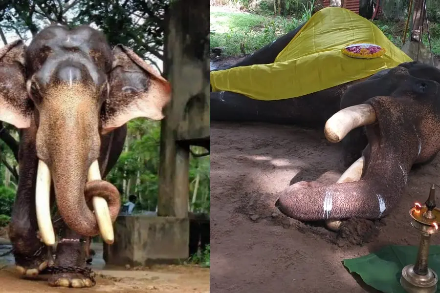 കൊമ്പന് വലിയ മാധവന്കുട്ടി ചരിഞ്ഞു