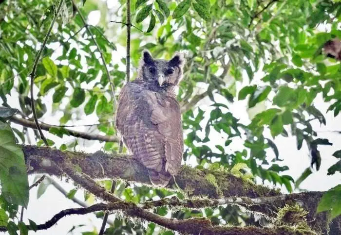 Shelley's Eagle Owl. | Photograph Credit: Dr. Robert Williams | Imperial College London
