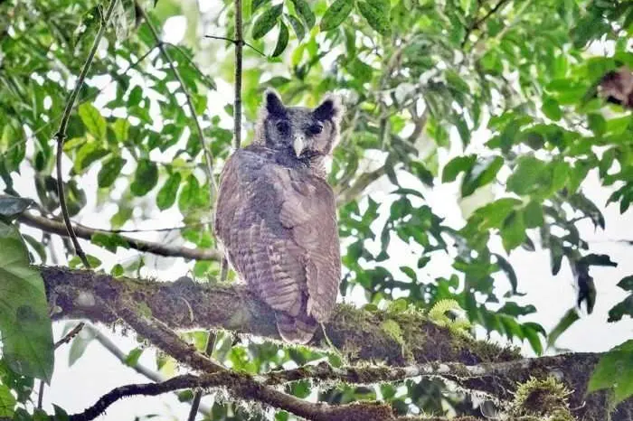 150 വര്ഷത്തെ ഒളിവുജീവിതം; പക്ഷി നിരീക്ഷകരുടെ ക്യാമറയില് കുടുങ്ങി ആ ഭീമന് മൂങ്ങ