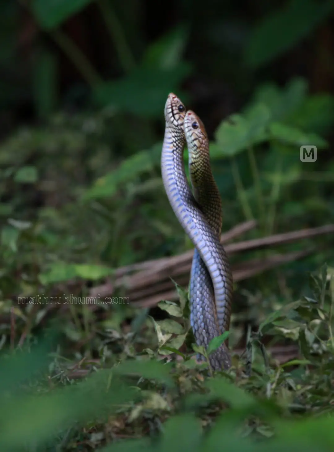 ഫോട്ടോ : ജയേഷ് പി