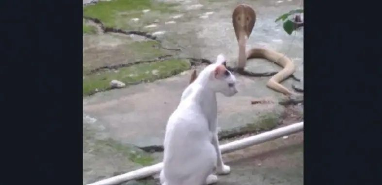 Photo : Screengrabbed From YouTube Video