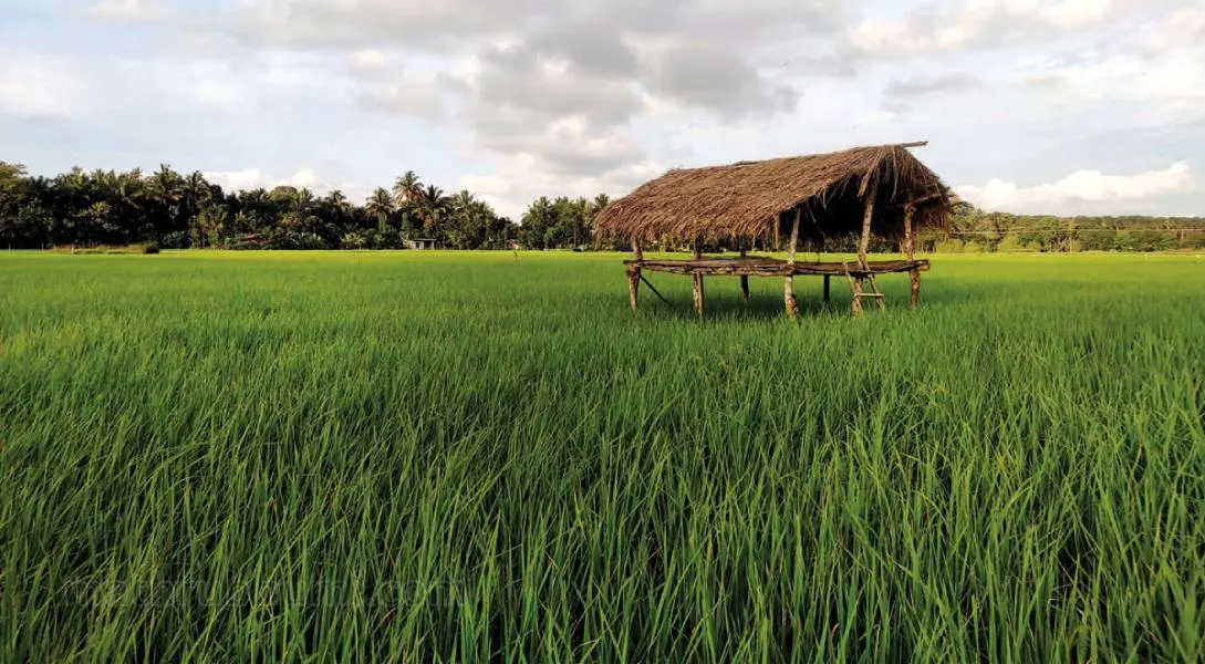 വയലില് നിരന്ന കാവല്പ്പുരകള് | മാതൃഭൂമി