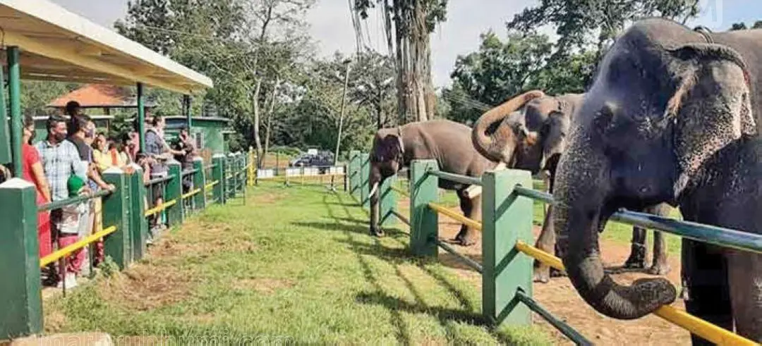 മുതുമല ആനത്താവളത്തിൽ വളർത്താനകളെ കാണുന്ന വിനോദസഞ്ചാരികൾ | ഫോട്ടോ: ഇ പേപ്പർ