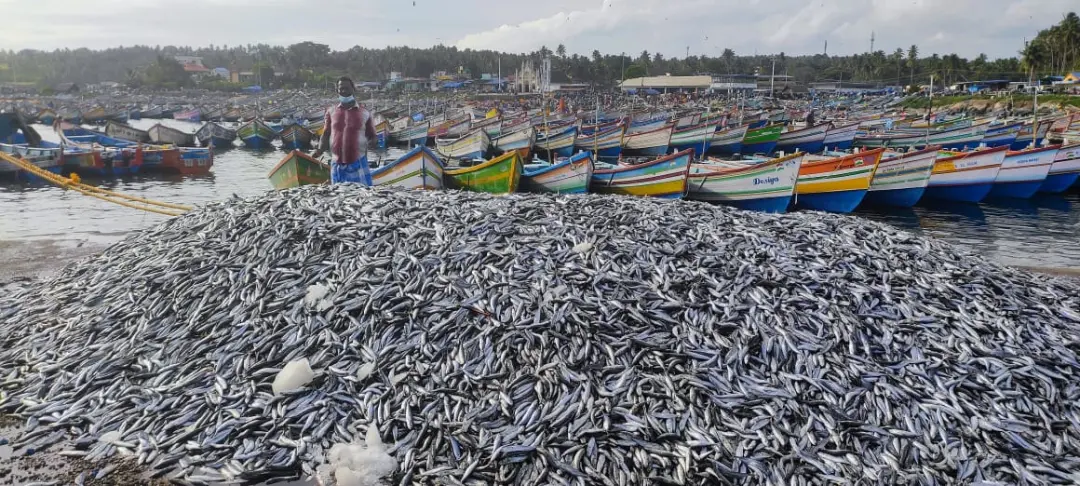 വിഴിഞ്ഞം തുറമുഖത്തെ കൊഴിയാള ചാകര | photo: mathrubhumi